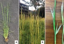 Biology: Invasive weed may help treat some human diseases, scientists find