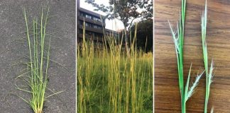 Biology: Invasive weed may help treat some human diseases, scientists find