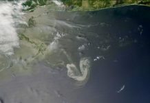 Biology: Oil in the ocean photooxides within hours to days, new research finds