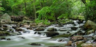 Biology: What can stream quality tell us about quality of life?