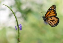 Climate change: Monarch Butterfly Population In Mexico Drops By More Than A Quarter Climate change: Monarch Butterfly Population In Mexico Drops By More Than A Quarter