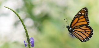 Climate change: Monarch Butterfly Population In Mexico Drops By More Than A Quarter Climate change: Monarch Butterfly Population In Mexico Drops By More Than A Quarter