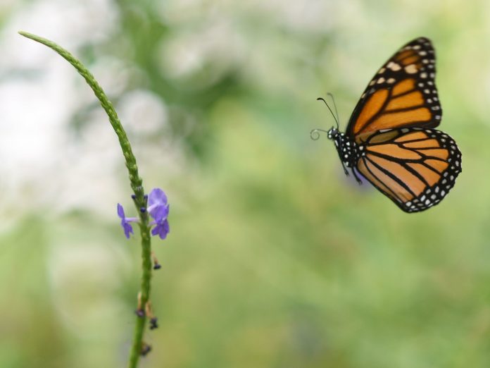 Climate change: Monarch Butterfly Population In Mexico Drops By More Than A Quarter Climate change: Monarch Butterfly Population In Mexico Drops By More Than A Quarter