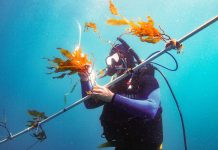 Researchers may have unlocked kelp’s potential as a major biofuel source Researchers may have unlocked kelp’s potential as a major biofuel source