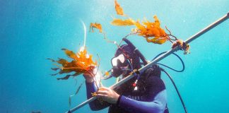 Researchers may have unlocked kelp’s potential as a major biofuel source Researchers may have unlocked kelp’s potential as a major biofuel source