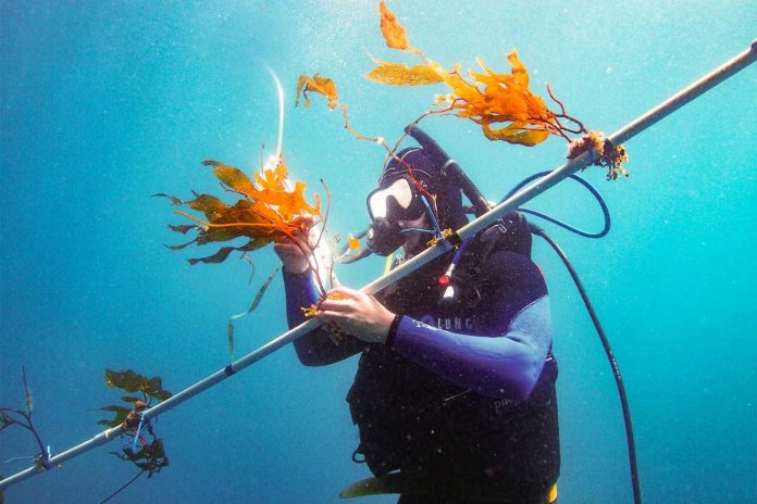 Researchers may have unlocked kelp’s potential as a major biofuel source