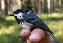Birds’ blood functions as heating system in winter (Study) Birds' blood functions as heating system in winter (Study)