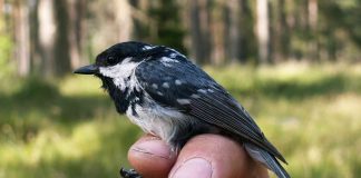 Birds’ blood functions as heating system in winter (Study) Birds' blood functions as heating system in winter (Study)