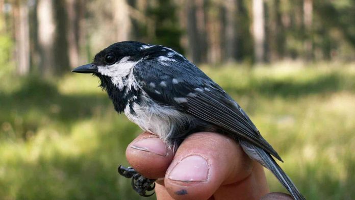 Birds' blood functions as heating system in winter (Study)