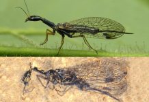 Fossil discovery deepens snakefly mystery, Says New Study Fossil discovery deepens snakefly mystery, Says New Study