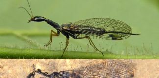 Fossil discovery deepens snakefly mystery, Says New Study Fossil discovery deepens snakefly mystery, Says New Study