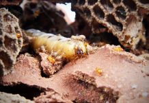 Insect youths give in to parasitic mum, says study Insect youths give in to parasitic mum, says study