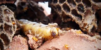 Insect youths give in to parasitic mum, says study Insect youths give in to parasitic mum, says study