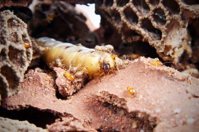 Insect youths give in to parasitic mum, says study Insect youths give in to parasitic mum, says study