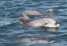 Research: Dolphins’ genetic response to virus Research: Dolphins’ genetic response to virus