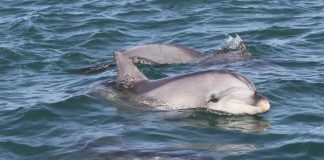 Research: Dolphins’ genetic response to virus Research: Dolphins’ genetic response to virus