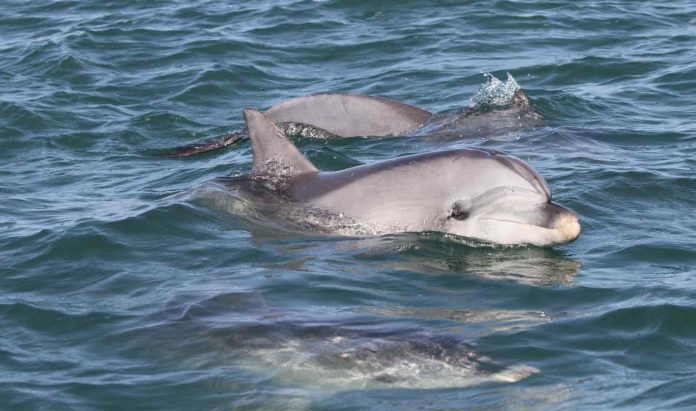 Research: Dolphins’ genetic response to virus