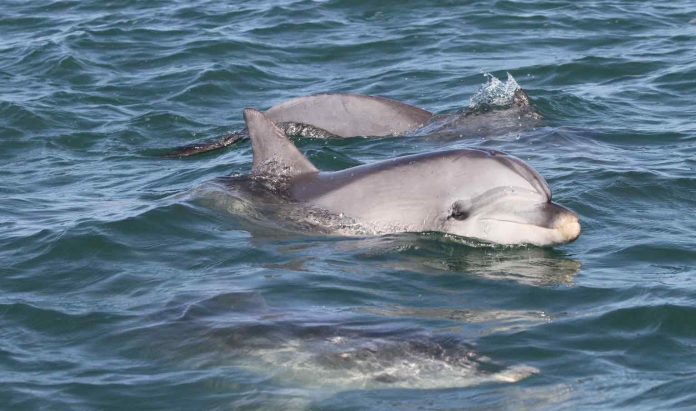 Research- Dolphins’ genetic response to virus Research: Dolphins’ genetic response to virus