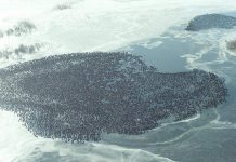 Research team training artificial intelligence to better detect small objects Research team training artificial intelligence to better detect small objects