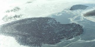 Research team training artificial intelligence to better detect small objects Research team training artificial intelligence to better detect small objects