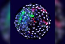 Researchers create the first hybrid human-monkey embryo Researchers create the first hybrid human-monkey embryo