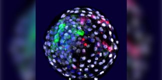 Researchers create the first hybrid human-monkey embryo Researchers create the first hybrid human-monkey embryo