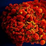 Scientists devise more efficient, enduring CAR gene therapy to combat HIV Scientists devise more efficient, enduring CAR gene therapy to combat HIV