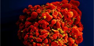 Scientists devise more efficient, enduring CAR gene therapy to combat HIV Scientists devise more efficient, enduring CAR gene therapy to combat HIV