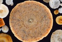 Scientists find climate change impacts plankton – a key marine food source Scientists find climate change impacts plankton – a key marine food source