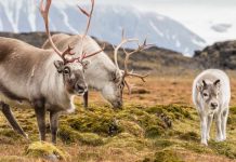 Scientists say we don’t know how most mammals will respond to climate change Scientists say we don’t know how most mammals will respond to climate change