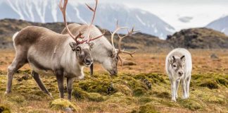 Scientists say we don’t know how most mammals will respond to climate change Scientists say we don’t know how most mammals will respond to climate change
