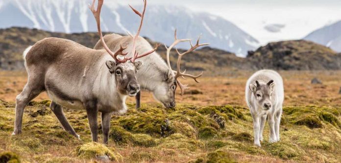 Scientists say we don’t know how most mammals will respond to climate change