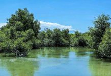 Research: Carbon stockpiles abound in mangrove sinkholes Research: Carbon stockpiles abound in mangrove sinkholes