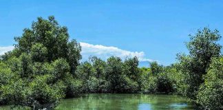 Research: Carbon stockpiles abound in mangrove sinkholes Research: Carbon stockpiles abound in mangrove sinkholes