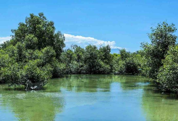 Research: Carbon stockpiles abound in mangrove sinkholes