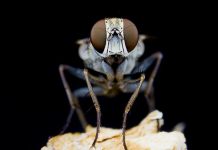 Research: Dive bombing Killer flies are so fast they lose steering control Research: Dive bombing Killer flies are so fast they lose steering control