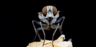 Research: Dive bombing Killer flies are so fast they lose steering control Research: Dive bombing Killer flies are so fast they lose steering control
