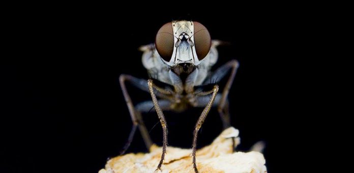 Research: Dive bombing Killer flies are so fast they lose steering control