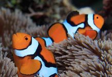 Research: How do clownfish earn their stripes? Research: How do clownfish earn their stripes?