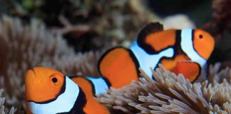 Research: How do clownfish earn their stripes? Research: How do clownfish earn their stripes?