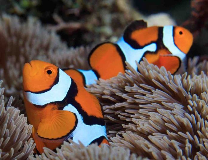 Research: How do clownfish earn their stripes?