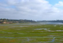 Research: Human wastewater is feeding harmful algae blooms off of Southern California’s coast Research: Human wastewater is feeding harmful algae blooms off of Southern California’s coast