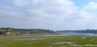 Research: Human wastewater is feeding harmful algae blooms off of Southern California’s coast Research: Human wastewater is feeding harmful algae blooms off of Southern California’s coast