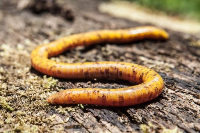 Research indicates São Tomé island has two species of caecilians found nowhere else on Earth