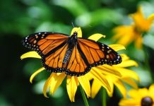 Research suggests neonic pesticides harming monarch butterfly eggs Research suggests neonic pesticides harming monarch butterfly eggs