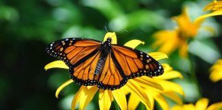 Research suggests neonic pesticides harming monarch butterfly eggs Research suggests neonic pesticides harming monarch butterfly eggs