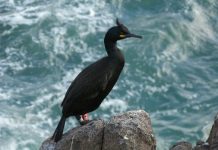 Research to look at impacts of landfill chemical waste on UK seabirds Research to look at impacts of landfill chemical waste on UK seabirds
