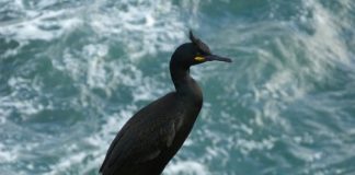 Research to look at impacts of landfill chemical waste on UK seabirds Research to look at impacts of landfill chemical waste on UK seabirds