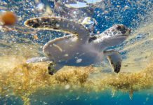 Scientists Discover Peaceful Turtle Playground in the Sargasso Sea Scientists Discover Peaceful Turtle Playground in the Sargasso Sea