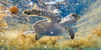 Scientists Discover Peaceful Turtle Playground in the Sargasso Sea Scientists Discover Peaceful Turtle Playground in the Sargasso Sea